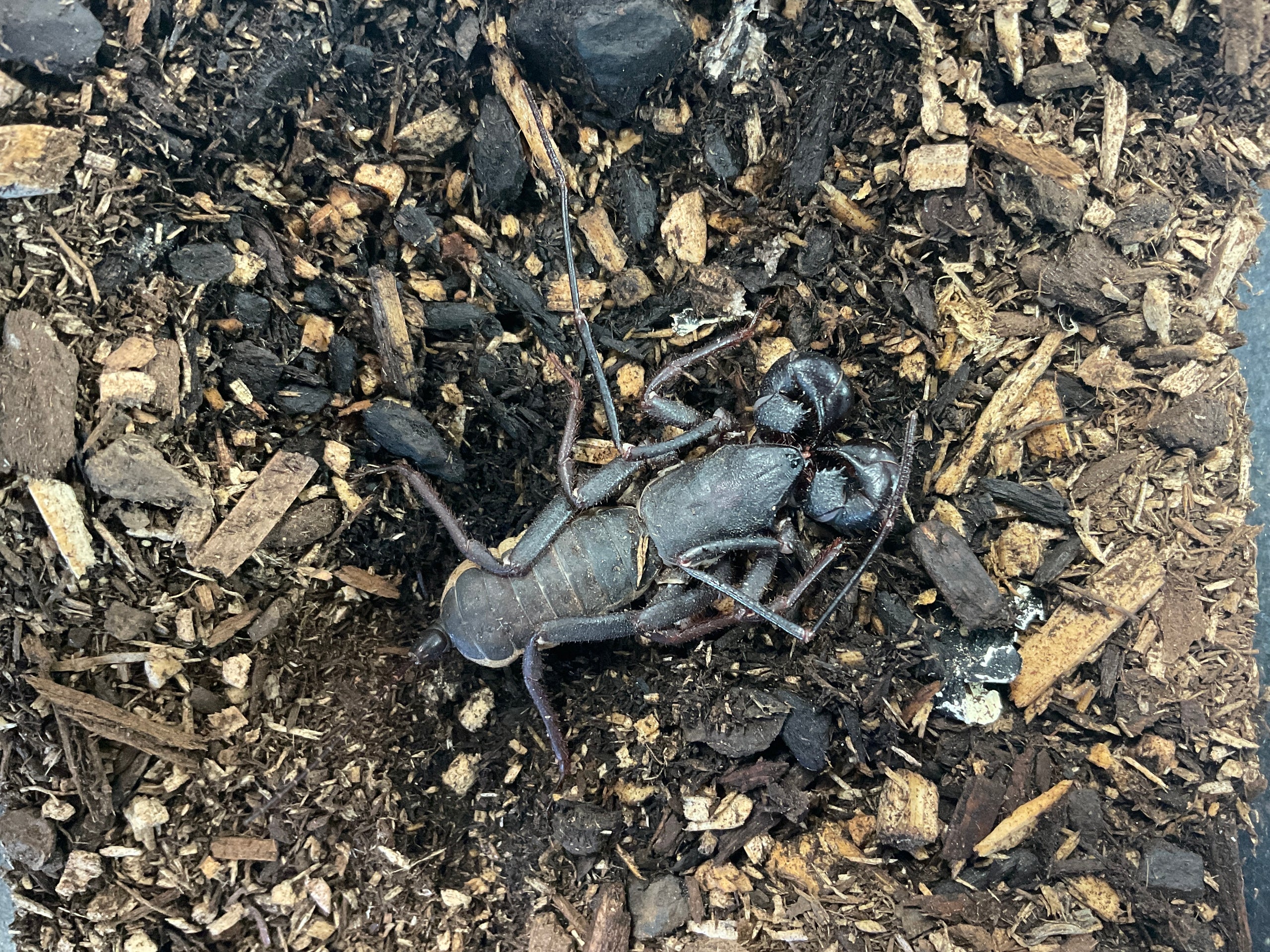 Mastigoproctus giganteus ‘Thai Giant Vinegaroon’ | The Creature Room