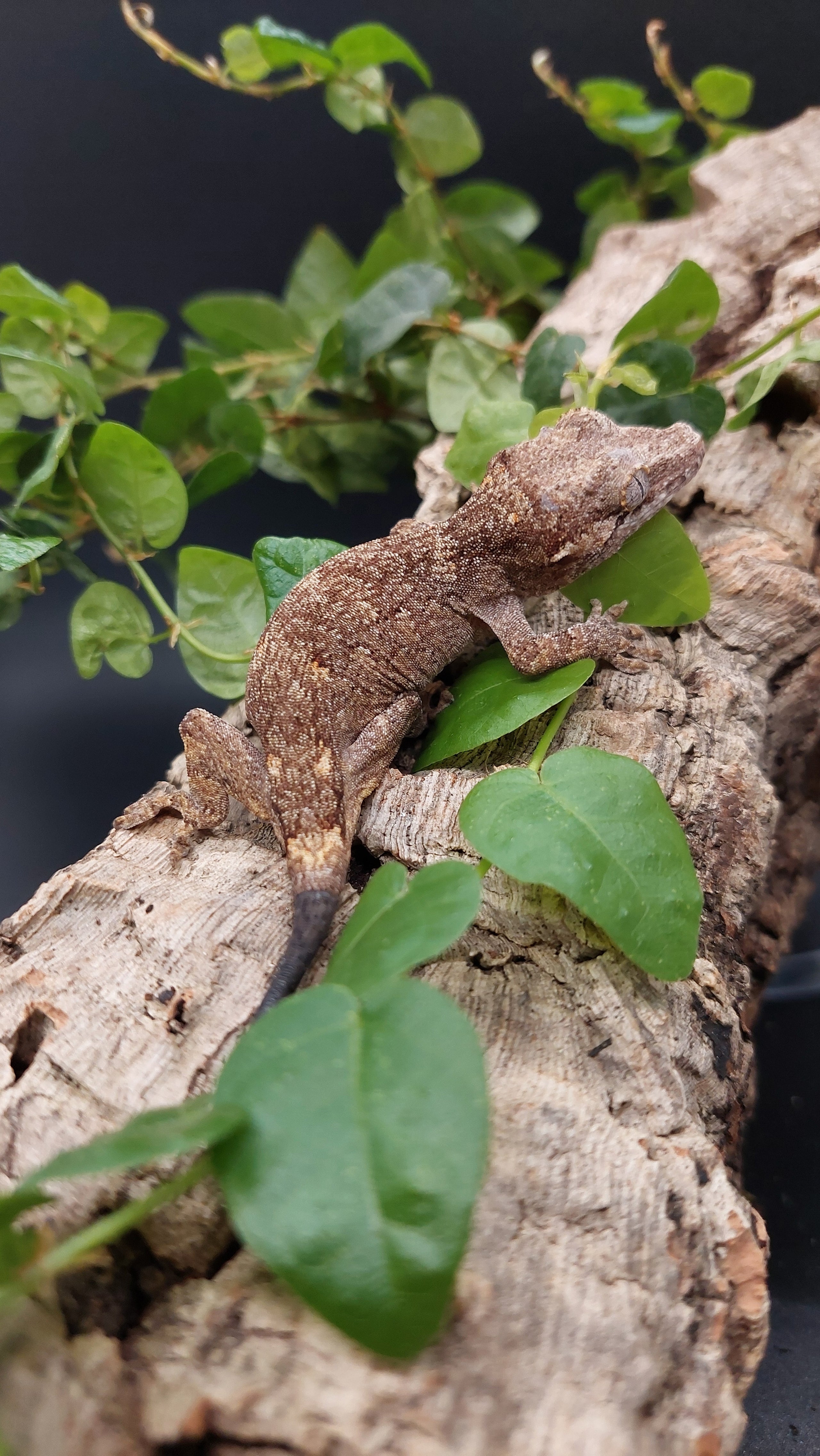 Gargoyle Gecko The Creature Room gargoyle-gecko-the-creature-room