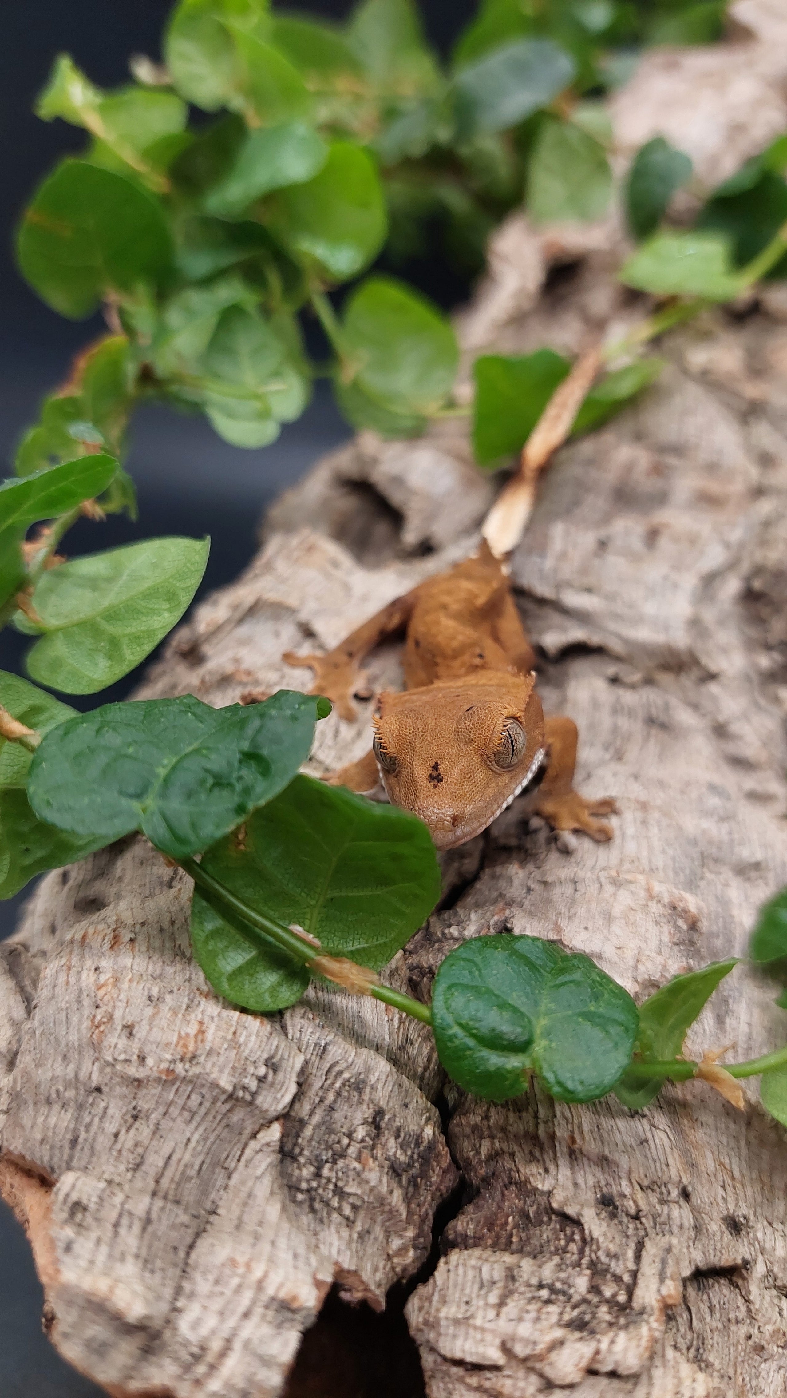 Crested Gecko The Creature Room crested-gecko-the-creature-room